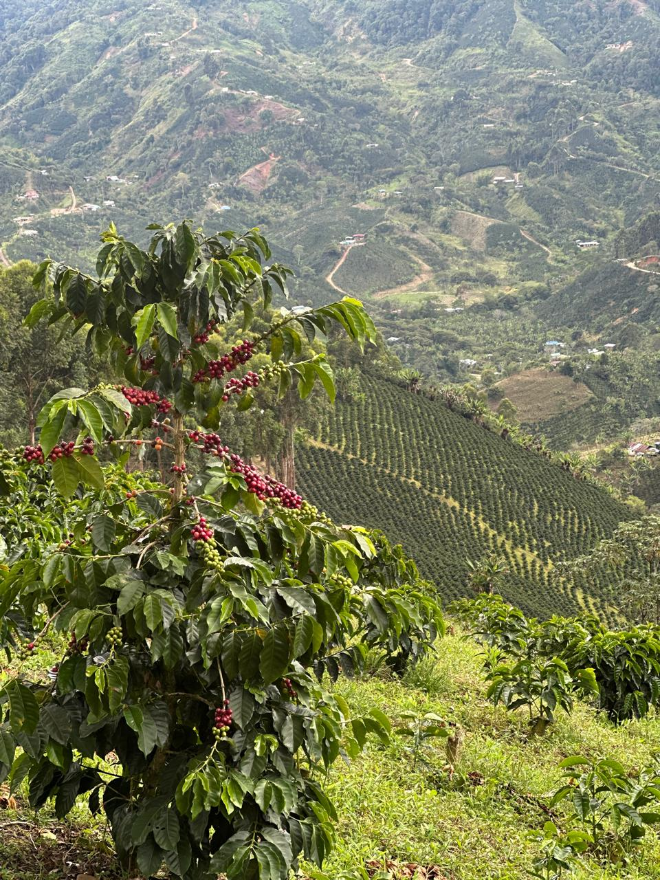 Kaffeepflanze am Hang einer Kaffeeplantage – Finca Sinaloa, Huila, Kolumbien  Beschreibt das Bild genau und enthält alle wichtigen Infos für SEO und Barrierefreiheit. ☕