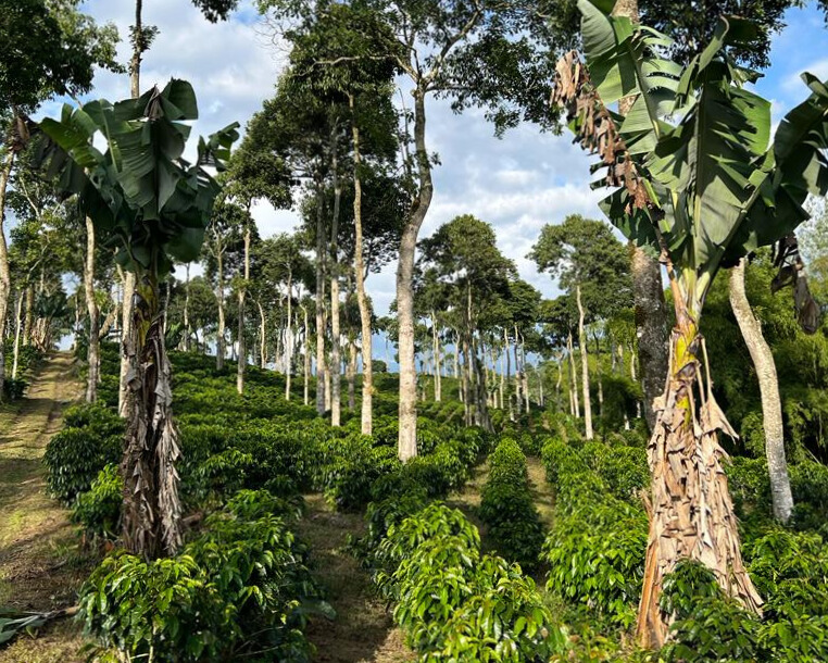 Kaffeeanbau unter Schattenbäumen – Finca La Mejorana, Quindío