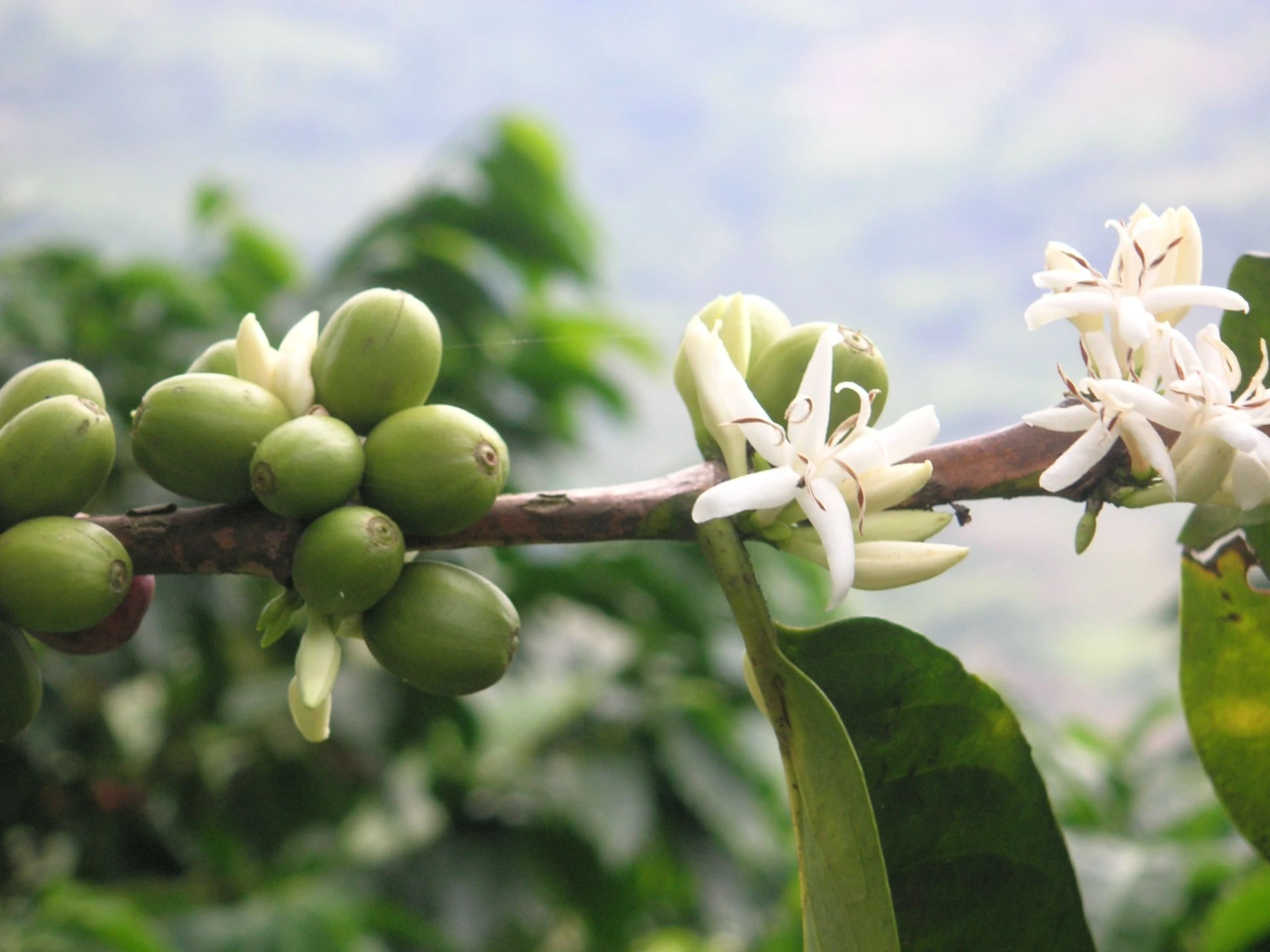 Blogbeitrag 'Die Finca und das Wetter - die Herausforderungen' cover image.webp