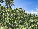 Las-Perlitas-2.webp